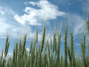 国産小麦１００％使用のイメージ