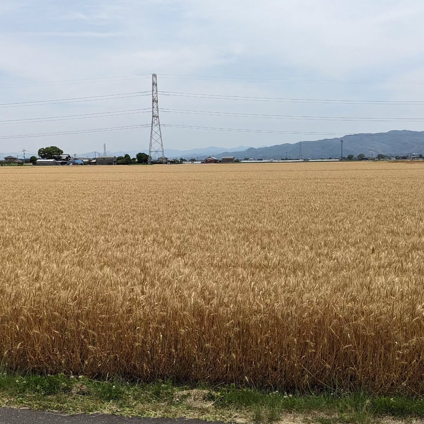 【熊本小麦畑視察1日目】ついに見てきました！PINOが使っている九州産小麦「みなみのかおり」の小麦畑感動です朝、東京を出る時は雨飛行機の出発時も、飛行機揺れる揺れる少したったらおーー晴れた️まー天気予報で九州は️だったので、大丈夫だろうとは思ってましたが、曇️でした！熊本製粉の原武さんが迎えに来てくれて、小麦畑へGO!ちょうど借り入れ前の畑があるのがお隣、福岡県柳川の登場だとのことで一路柳川へ！すご～い、途中から小麦畑が続々と現れます関東だと水田の稲穂が広がる光景は見てましたが、小麦畑が広がる世界は始めてです私一人なのに、JAの方がたがこんなにも沢山ご挨拶と案内をしてくれました🥰そして、メインディッシュのドローン空撮え、練習したのに飛ばない・・・よくわからーんなぜーーー数回リセットして飛んだーと思ったら風が吹いてきて戻ってこなーーいやばーーーいはーなんとか戻しましたが、本体との接続が切れて撮影できてなーーいその後何回か飛ばしました。まだ確認してないので、ちゃんと撮れてるかは分かりません撮れてますようにこれだけの大人を撮影している間、待たせてしまいましたそして、午後は熊本のパン屋巡り！もうこれが感動もの原武さんがアポイント取ってくれてて、オーナーさんの話まで聞けました🥰🥰明治創業の松石ぱんの松石社長！メッチャ優しい🥰🥰🥰低糖質ぱんや本格的ナポリピッツァを販売している宝屋パンの黒瀬社長と奥さま！こちらもメッチャ優しい🥰🥰🥰わざわざ座ってお話を聞かせていただきました。皆様お忙しい中、大変貴重なお話を聞かせていただき、ありがとうございましたやはり、コロナ禍が大変で、さらに物価高の影響が深刻だとのことでした。どこも同じですね。熊本でもパン屋が倒産しているそうです。規模も歴史も全然違いますが、頑張りましょう！そしてお昼は熊本ラーメン大変美味しかったですなんと今日、熊本で発砲事件があったらしく、現場に急行する機動隊とすれ違いましたもう内容濃すぎアテンドしてくれた原武さんと熊本製粉さんに大感謝です！明日は熊本製粉さんの工場見学です長々とすみませんm(_ _)mドローン空撮は東京に帰って、見て編集します。私はこれから飲食店オーナー仲間の柳川さんのお店に行ってきます